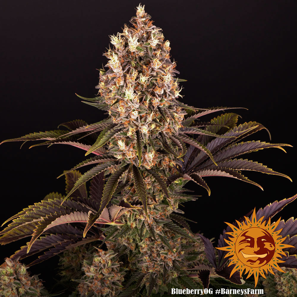 Blueberry Og | 3 Samen