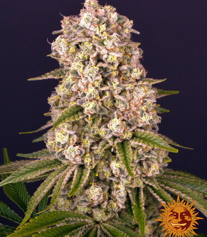 Tropicanna Banana | 3 Samen