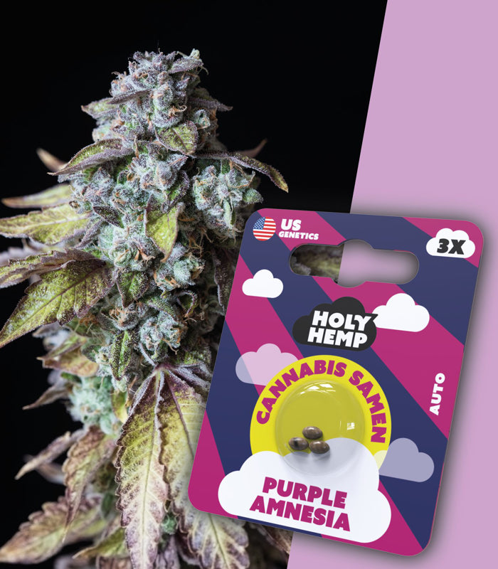 Purple Amnesia | 3 Samen