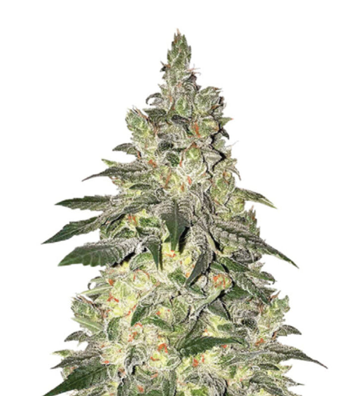 Narcos | Kingpin Kush | 3 Seeds per Pack