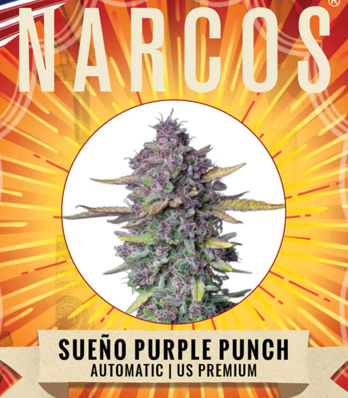 Narcos | Sueno Purple Punch | 3 Seeds per Pack