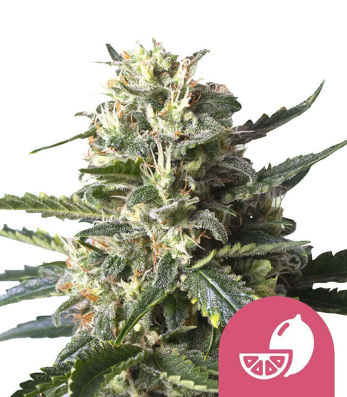 Lemon Shining Silver Haze | 3 Samen