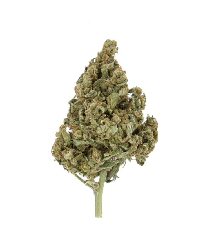 Lemon Shining Silver Haze | 3 Samen