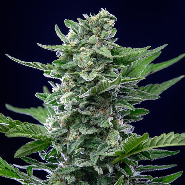 Royal Critical Auto | 3 Samen