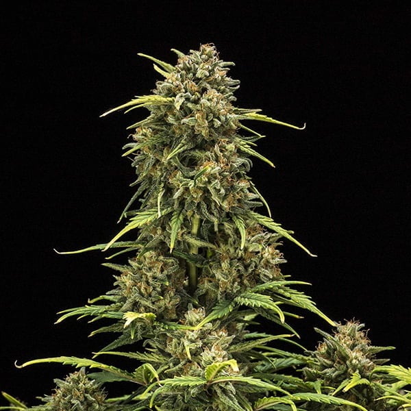 Sweet Skunk Auto | 3 Samen