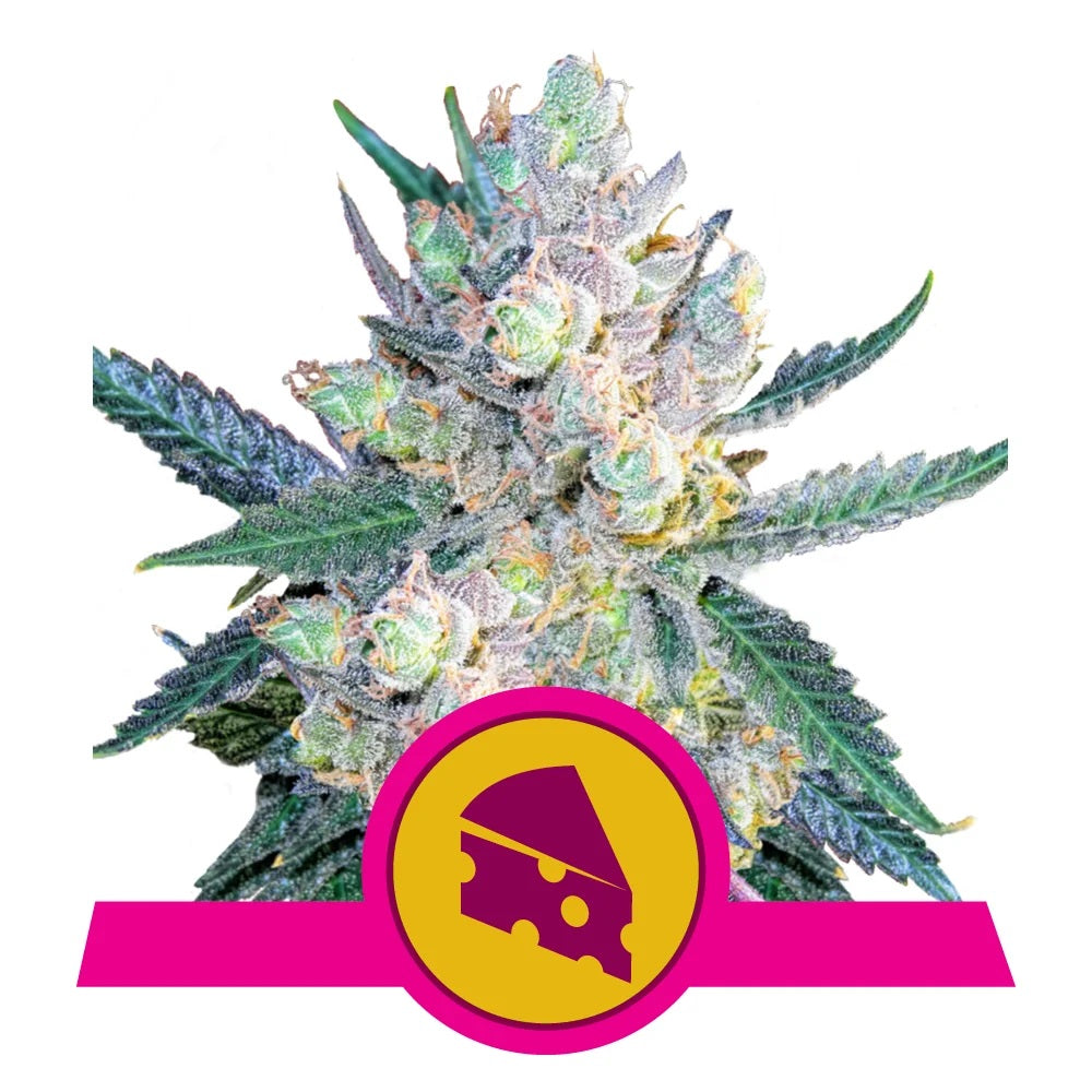 Royal Cheese Feminized | 5 Samen