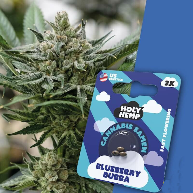 Blueberry Bubba | 3 Samen