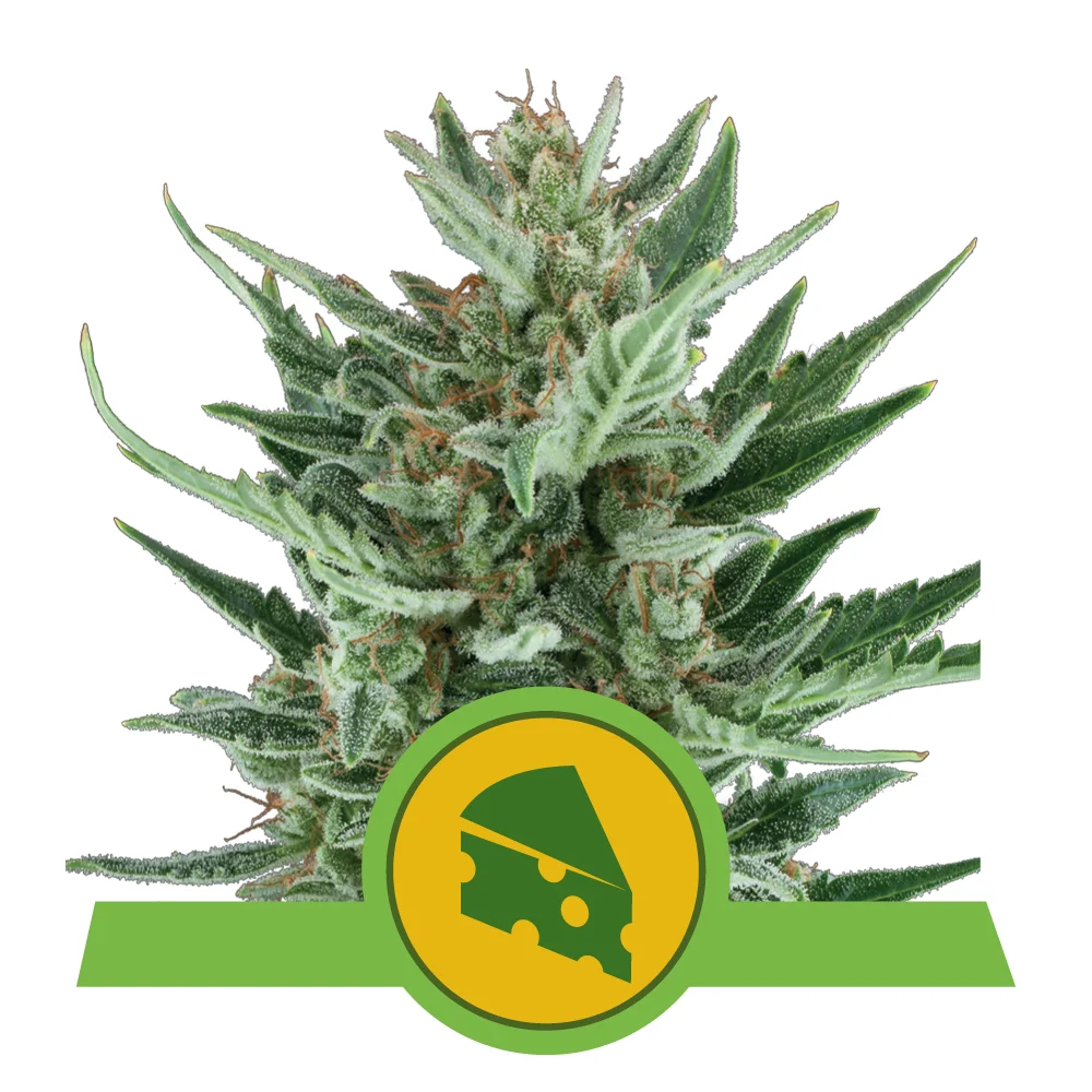 Blue Cheese | Automatic | 3 Samen