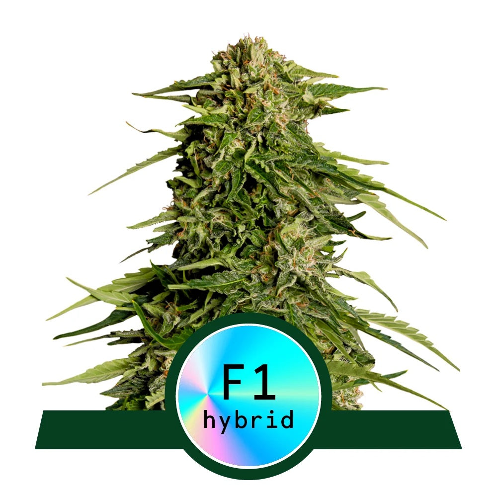 Autoflower | Epsilon F1 | 5 Samen