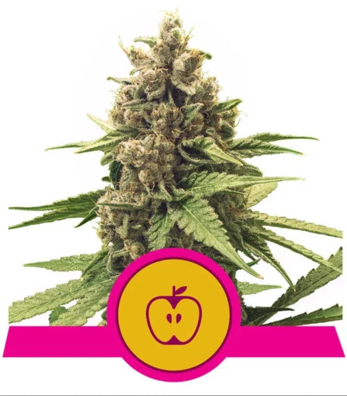 Apple Fritter | USA Premium | 5 Seeds