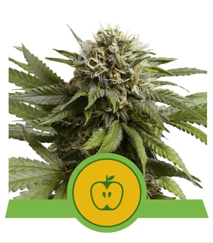 Apple Fritter | Auto | USA Premium | 5 Samen