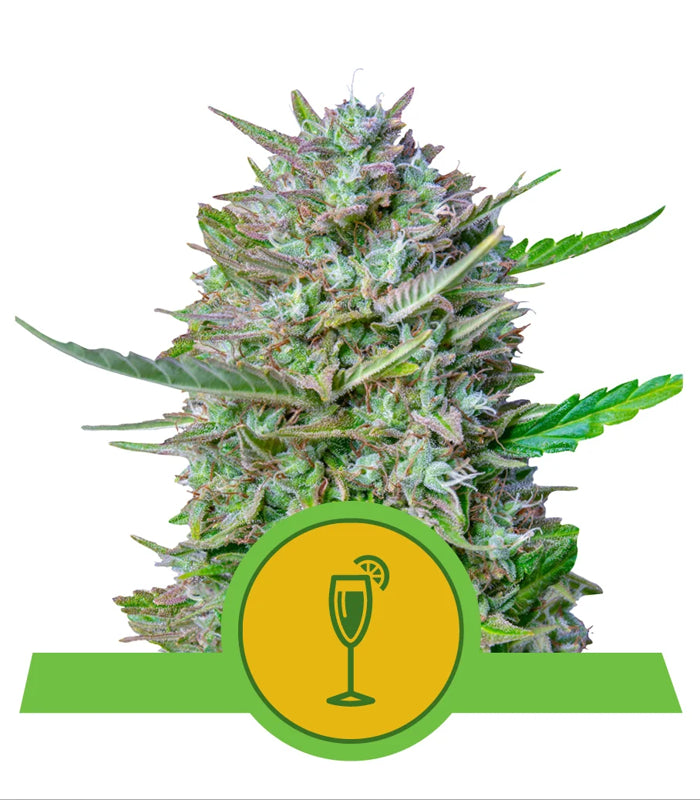 Mimosa | Auto | USA Premium | 5 Samen