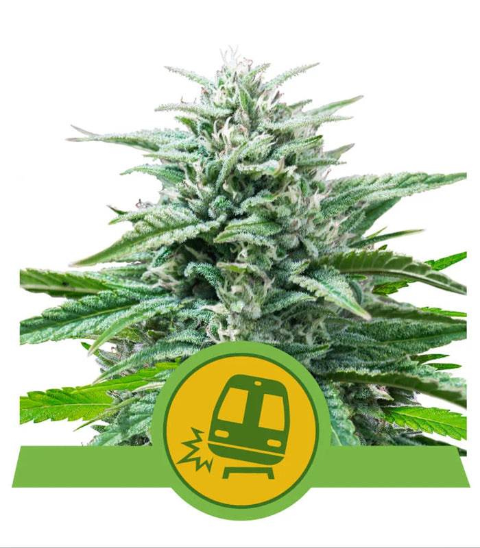 Trainwreck | Auto | USA Premium | 3 Samen