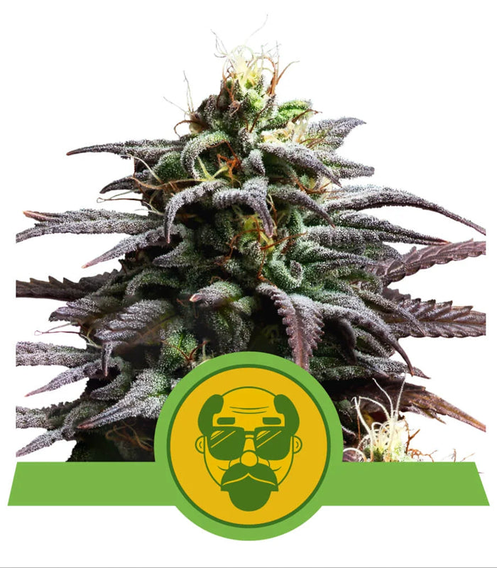 Granddaddy Purple | Auto | USA Premium | 3 Samen