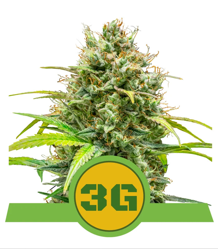 Triple G | Auto | USA Premium | 3 Samen