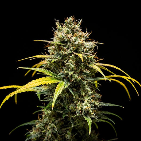 Triple G | Auto | USA Premium | 3 Samen