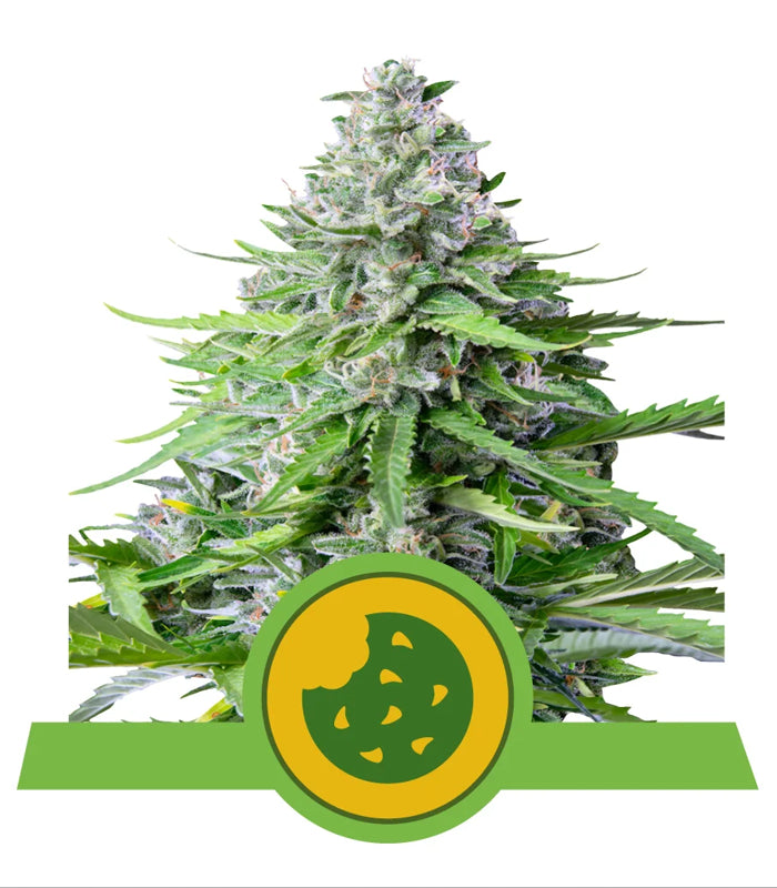 Royal Cookies | Auto | USA Premium | 5 Samen