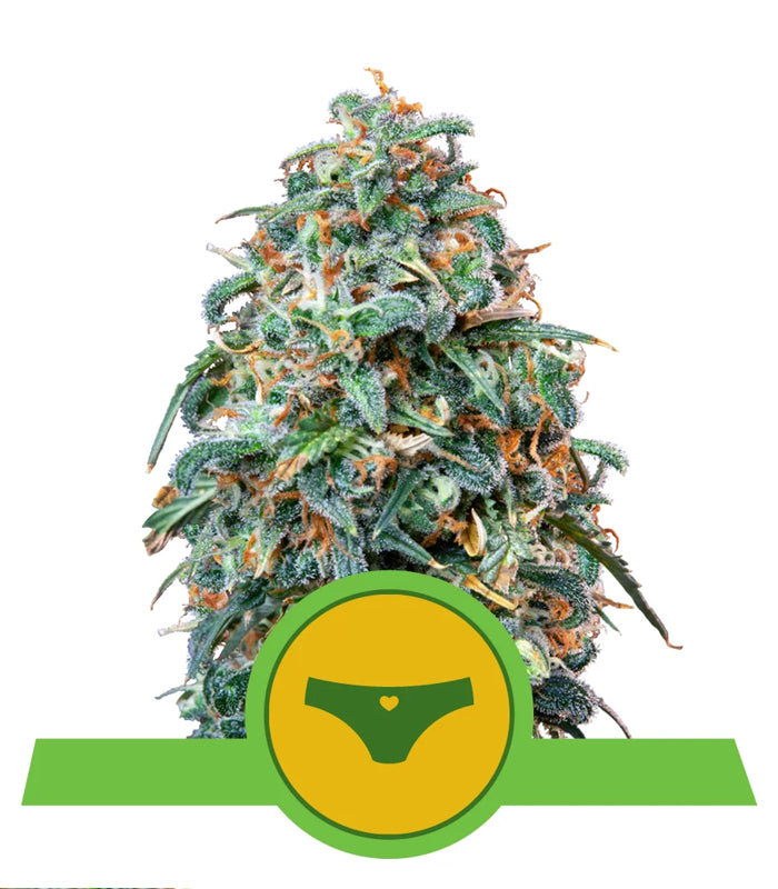 Sherbet Queen | Auto | USA Premium | 5 Samen