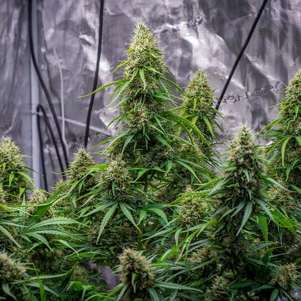 Sherbet Queen | Auto | USA Premium | 5 Samen