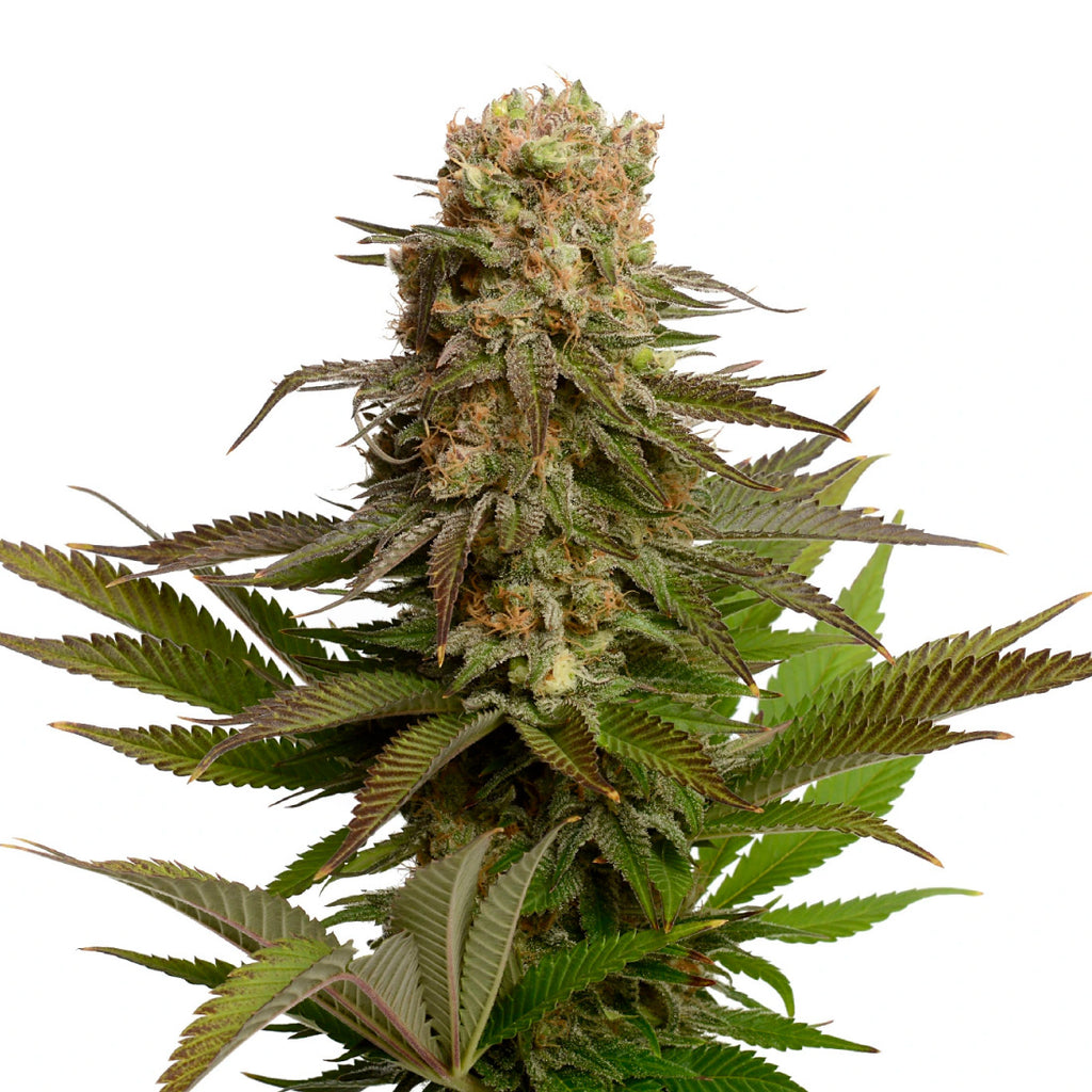 Amsterdam Genetics | Kosher Choco Kush | 5 Samen