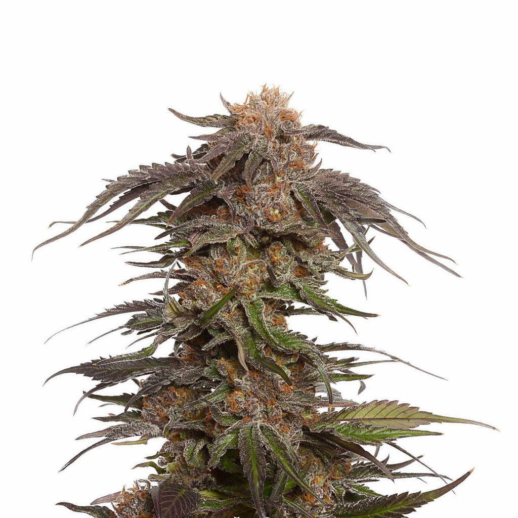 Amsterdam Genetics | Blue Magic | 5 Samen