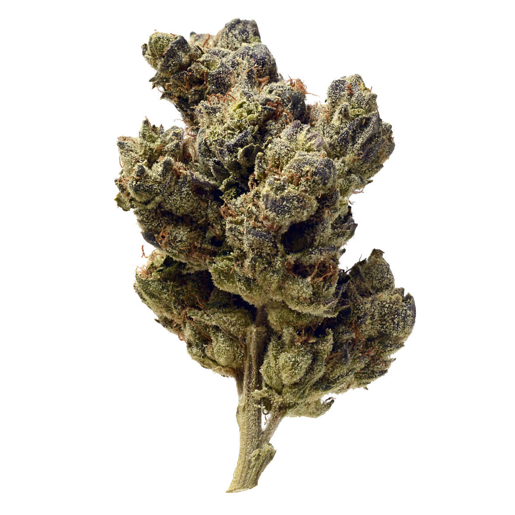 Amsterdam Genetics | Blue Magic | 5 Samen