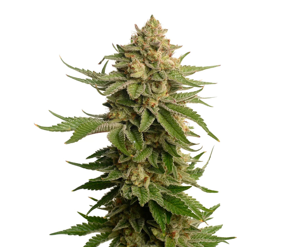 Amsterdam Genetics | Green Magic | 5 Samen