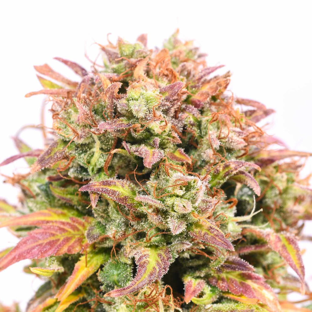 Blue Amnesia Autoflower | 5 Samen