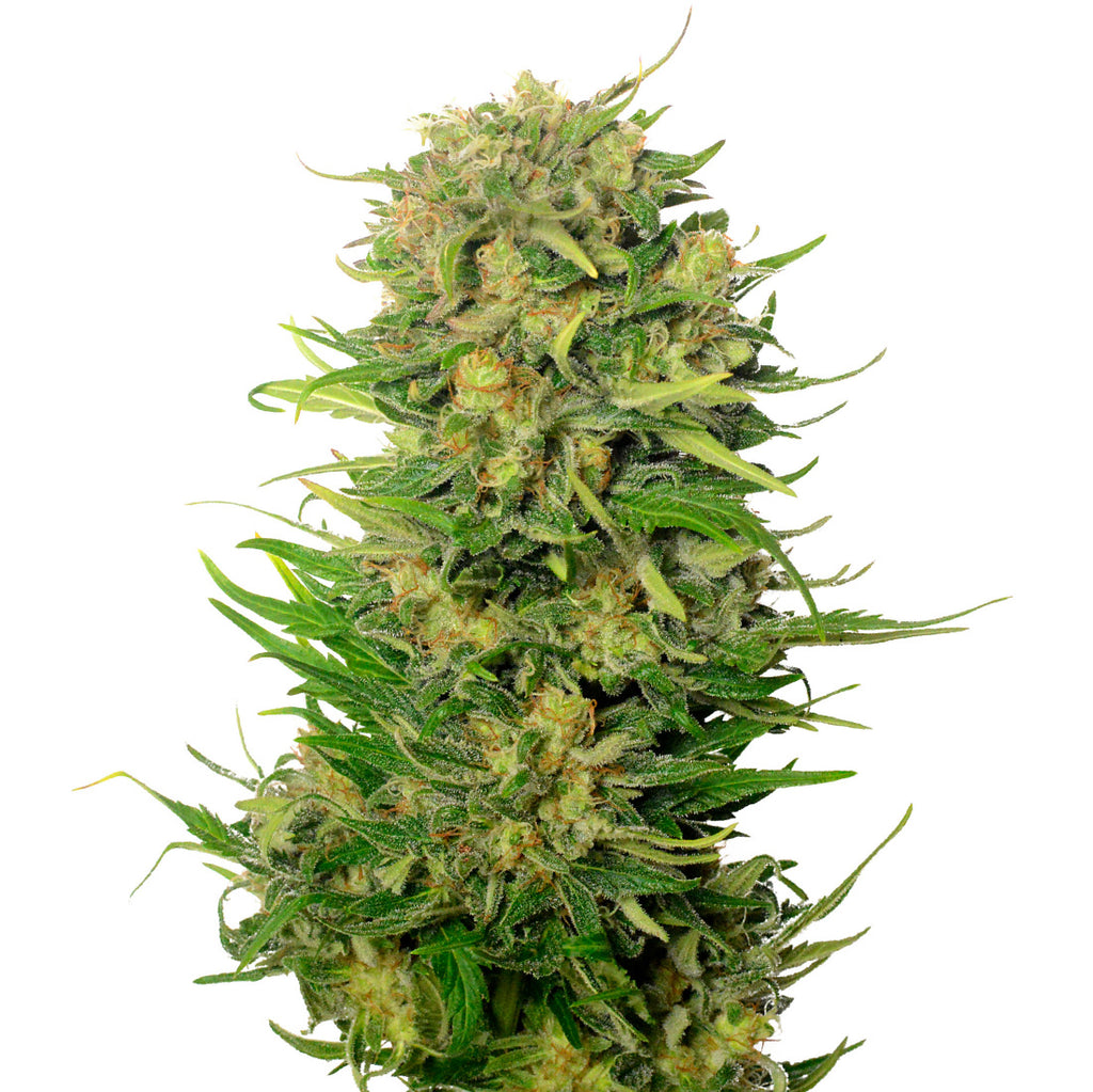 Choco Kush Autoflower | 5 Samen