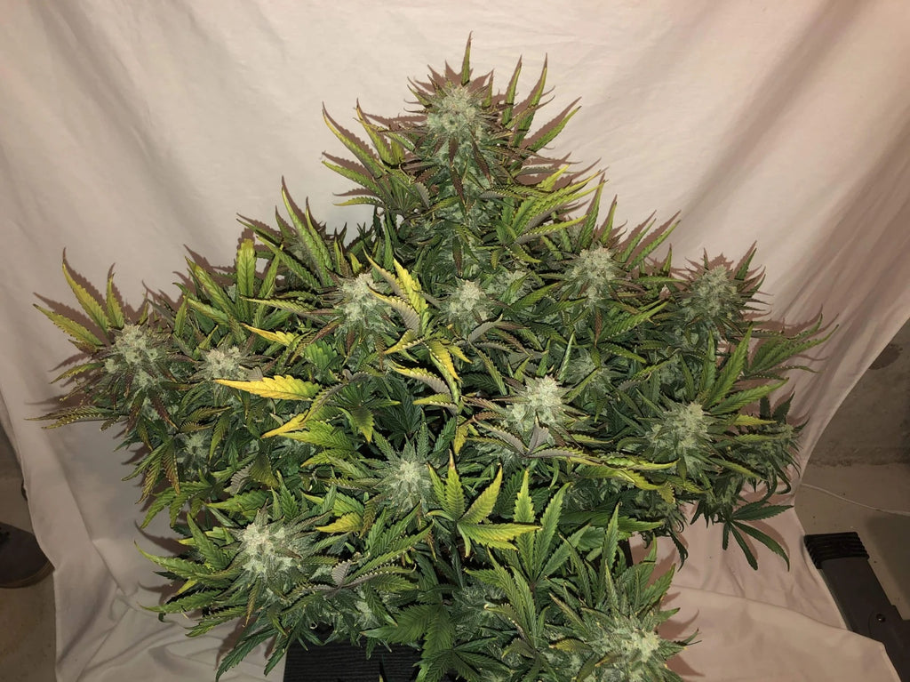 Gorilla Glue | Auto | 3 Samen