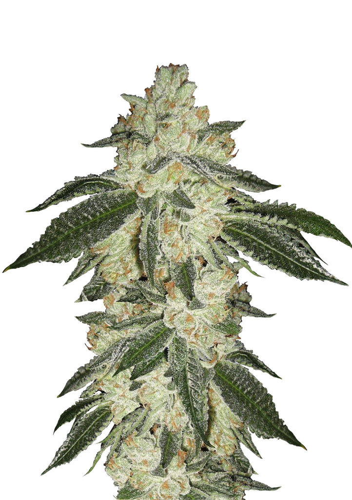 Green Crack Automatic | 3 Samen