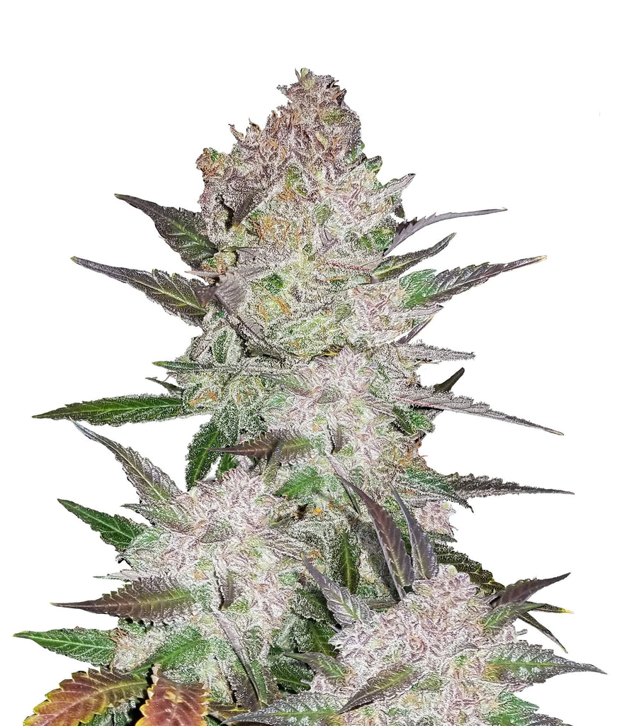 Cream Cookies | Auto | 3 Samen