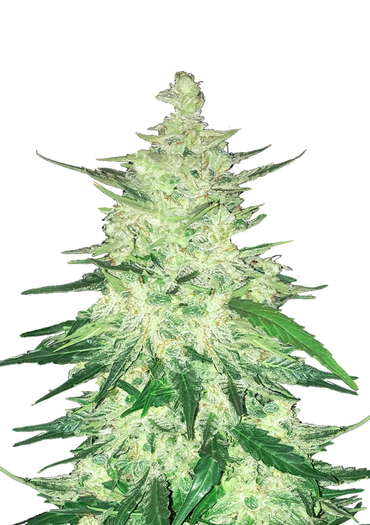 CBD Crack Auto | 5 Samen