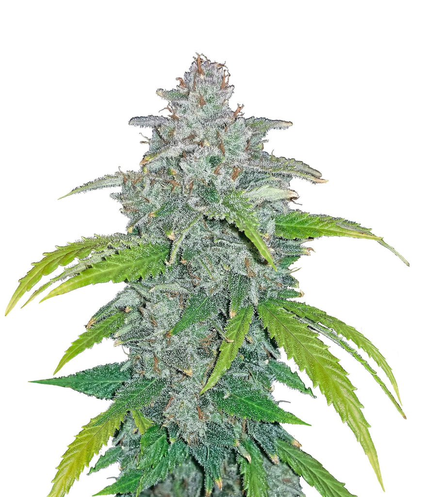 Blue Dream ‘Matic | 3 Samen | Auto