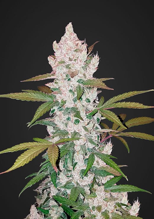 Girl Scout Cookies Auto | 3 Samen