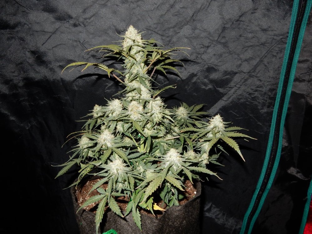 West Coast Og Auto | 3 Samen