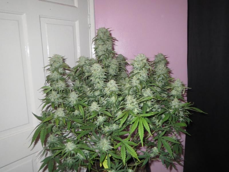 West Coast Og Auto | 3 Samen