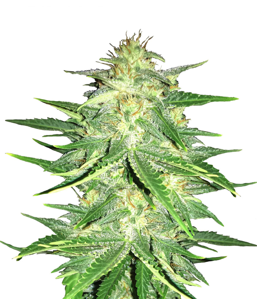 Lemon AK Auto | 5 Samen