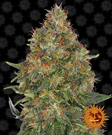 Pineapple Express Auto | 5 Samen