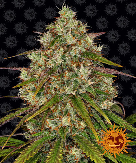 Liberty Haze | 3 Samen