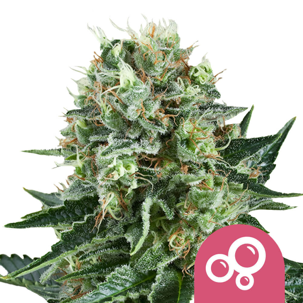 Bubble Kush Fem | 5 Samen