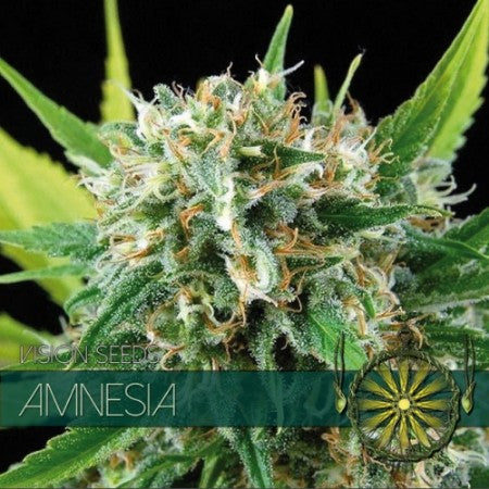 Amnesia Haze AutoFem |3 Samen