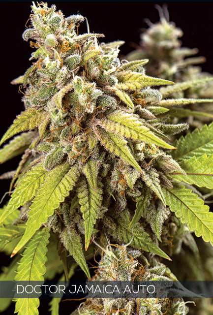 Doctor Jamaica Auto Fem | 3 Samen