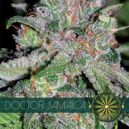 Doctor Jamaica Auto Fem | 3 Samen