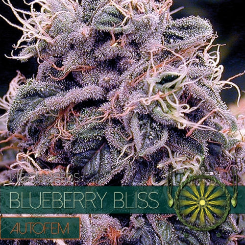 Blueberry Bliss AutoFem | 5 Samen