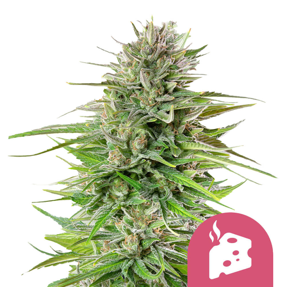 Blue Cheese Fem | 5 Samen