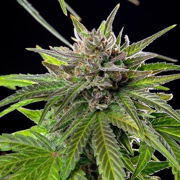 Blue Cheese Fem | 5 Samen