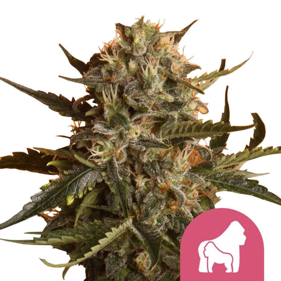 Mother Gorilla Fem | 5 Samen