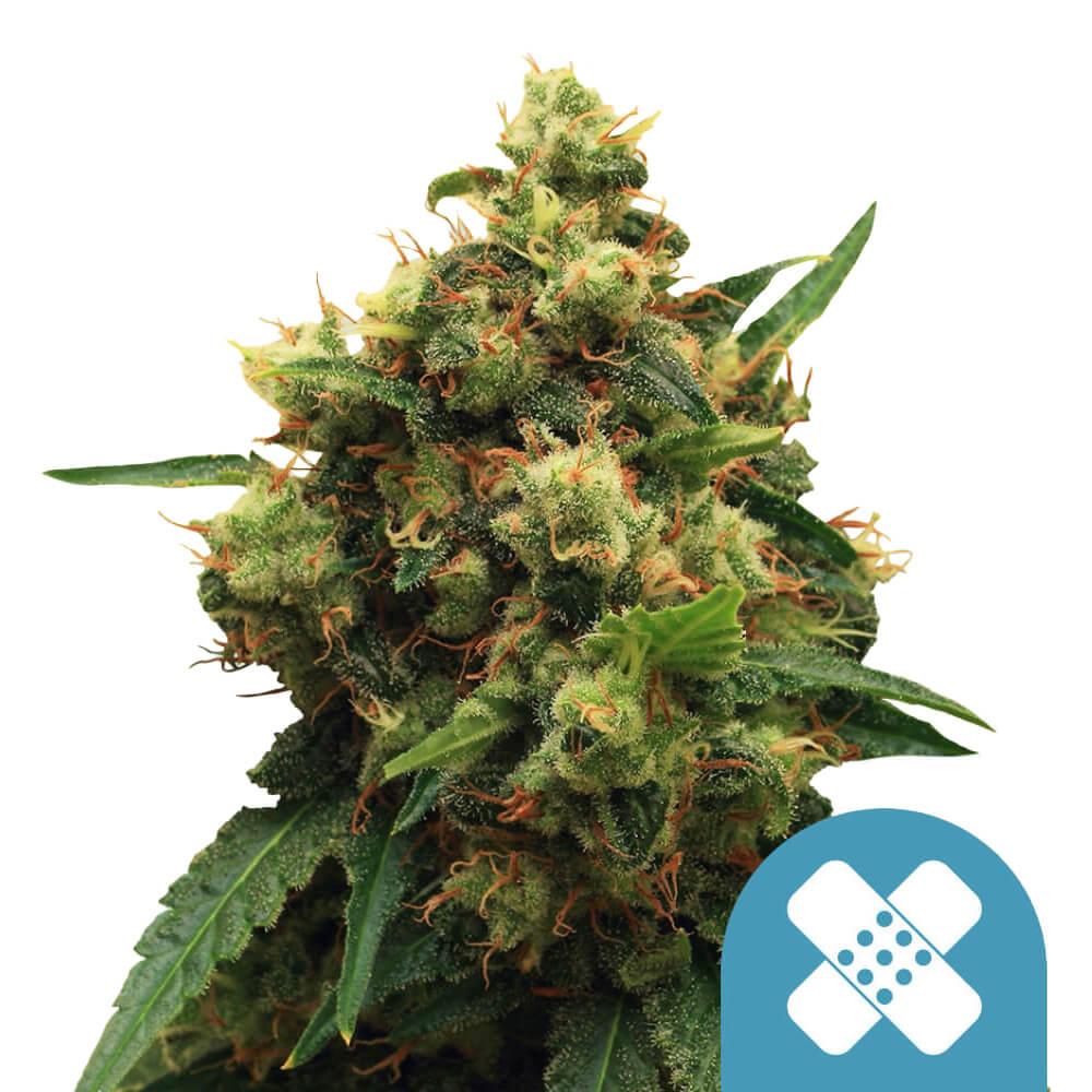 Pain Killer XL CBD | 5 Samen