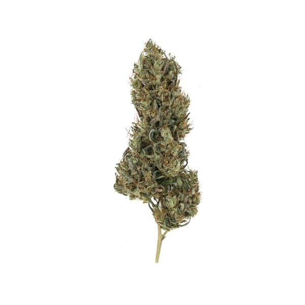 Pain Killer XL CBD | 5 Samen